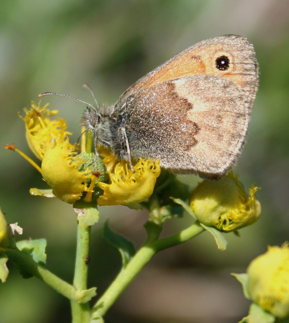 Coenonympha pamphilus